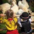 Obejrzyj galerię: Święto Bacowskie w Małem Cichem otworzyło sezon pasterski w Gminie Poronin