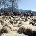 Obejrzyj galerię: Redyk w Zakopanem