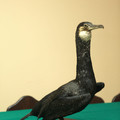 Obejrzyj galerię: Plaga kormoranów na Podhalu