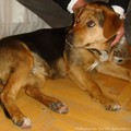 Obejrzyj galerię: Pies znaleziony w Tatrach szuka właściciela