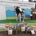 Obejrzyj galerię: XIII Mistrzostwa Polski w dojeniu sztucznej krowy