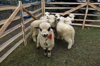 Święcenie pokarmów w Poroninie z owieczkami