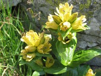 Kwiaty Tatr – Goryczka kropkowana