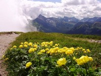 Kwiaty Tatr - pełnik alpejski