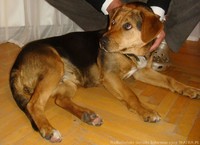 Pies znaleziony w Tatrach szuka właściciela