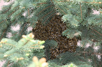 O pszczołach dla nowotarskich uczniów