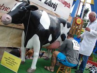 Mistrzostwach Polski w dojeniu sztucznej krowy