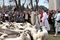 Owce ruszą przez Karpaty